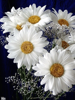 �����-2 24_32ff6.gif