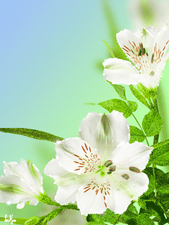 �����-3 31_973af.gif